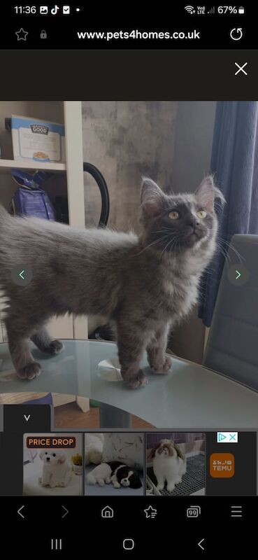 Last gorgeous maincoone boy for sale in Middlesbrough, North Yorkshire | Image 3
