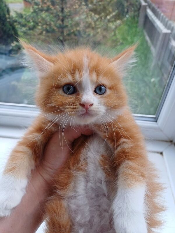 Last gorgeous male maincoon for sale in Middlesbrough, North Yorkshire