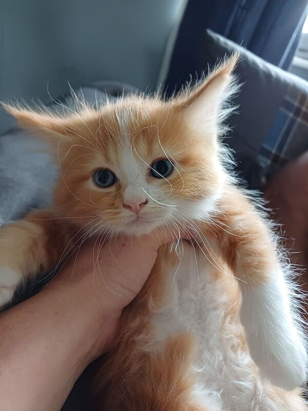 Last gorgeous male maincoon for sale in Middlesbrough, North Yorkshire | Image 3