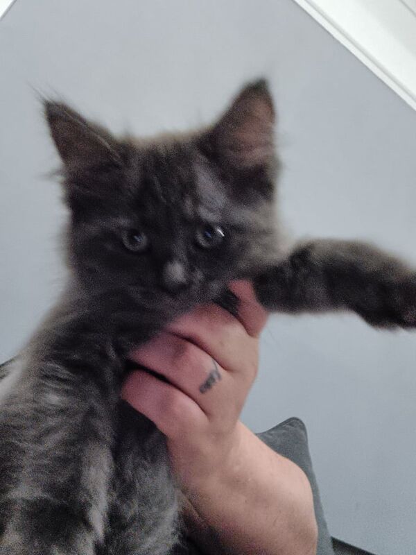 Last male maincoon kitten for sale in Middlesbrough, North Yorkshire | Image 2