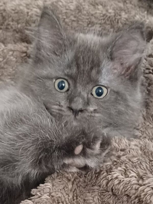 Last male maincoon kitten for sale in Middlesbrough, North Yorkshire | Image 3