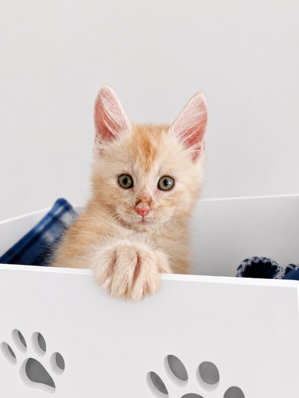 Last tica maine coon boy