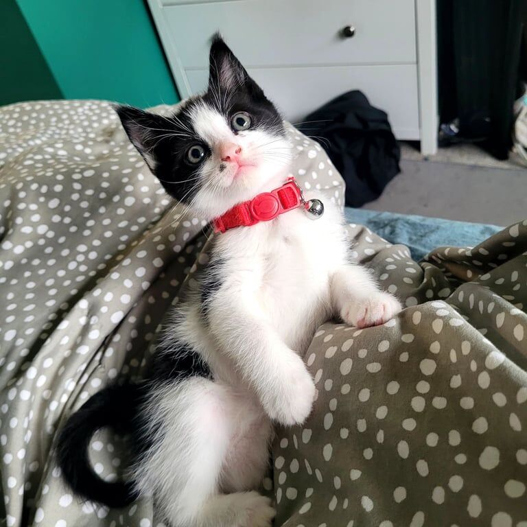 Maine Coon kittens for sale in Cranfield, Bedfordshire – 9 weeks old