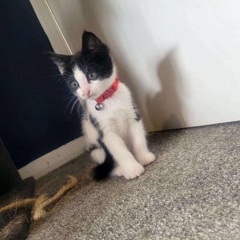 Maine Coon kittens for sale in Cranfield, Bedfordshire – 9 weeks old - Image 2 of 3