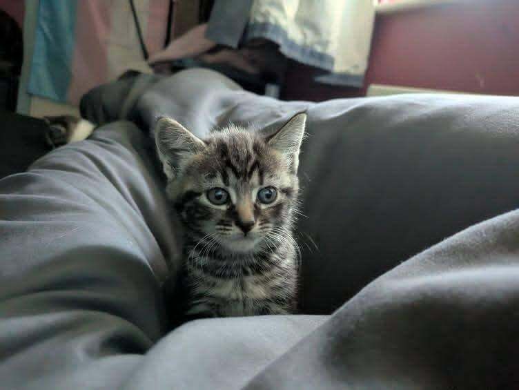 Maine Coon Kittens For Sale