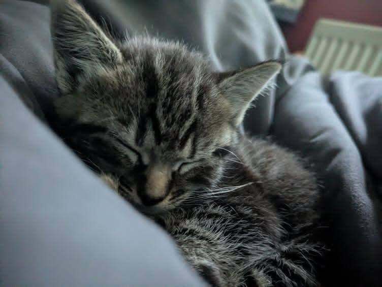 Little Girl Kitten Maine Coon - Image 2 of 5