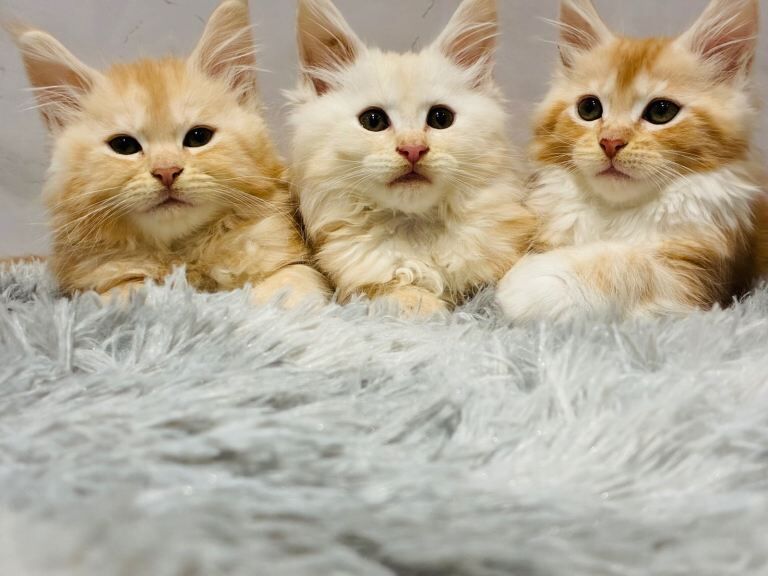 Maine Coon kittens for sale in Barking, Greater London – 10 weeks old