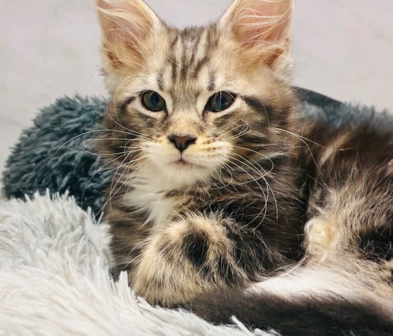 Maine Coon kittens for sale in Barking, Greater London – 10 weeks old - Image 2 of 3