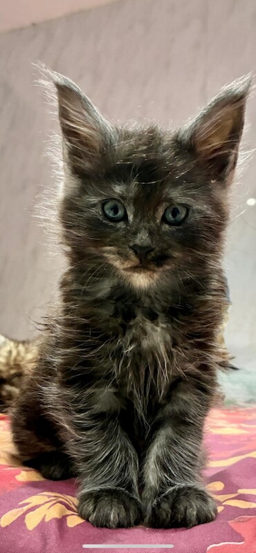 Maine Coon kittens for sale in Barking, Greater London – 10 weeks old - Image 3 of 3