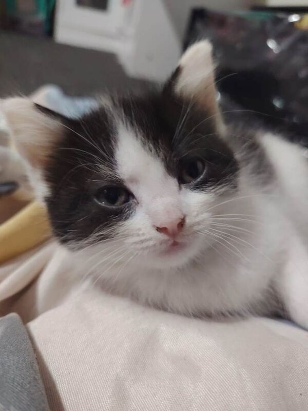 Maine Coon Kittens For Sale Under £300