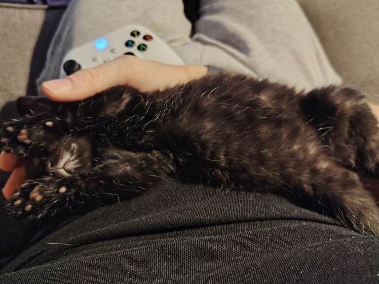 Long haired kittens - Image 2 of 6