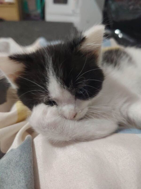 Long haired kittens - Image 3 of 6