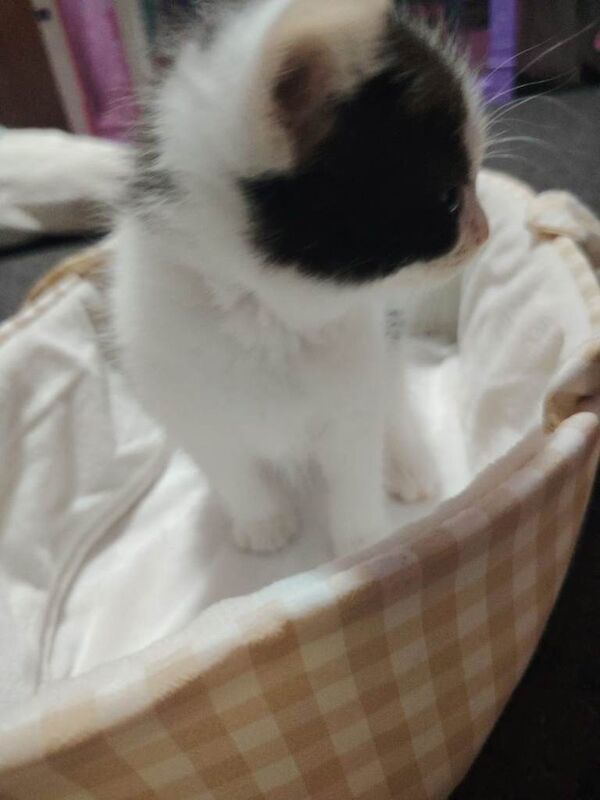 Long haired kittens - Image 4 of 6