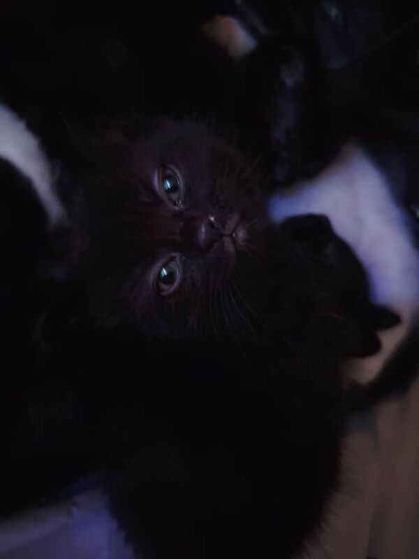 Long haired kittens - Image 5 of 6