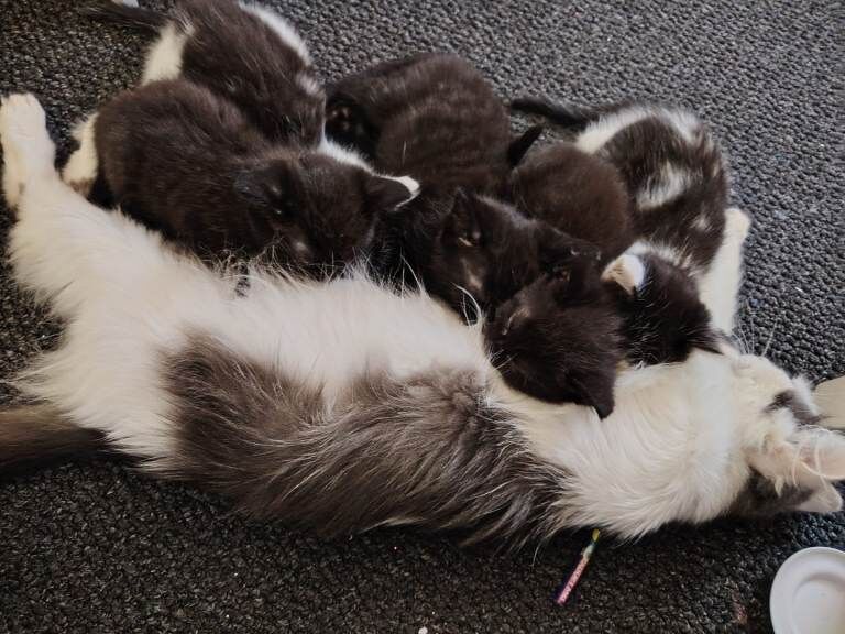 Long haired kittens - Image 6 of 6