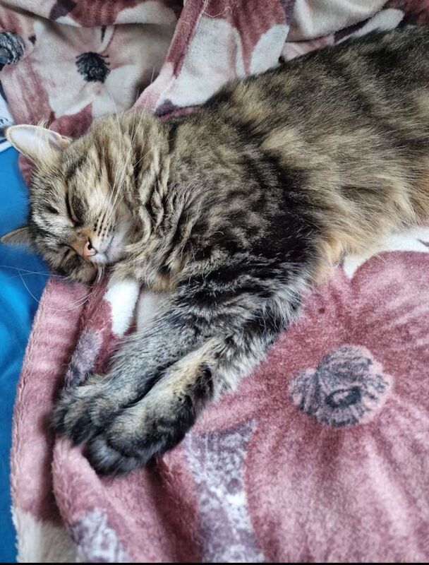 Looking for a Loving Home for My Cat Daisy