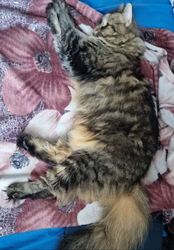Looking for a Loving Home for My Cat Daisy - Image 2 of 6