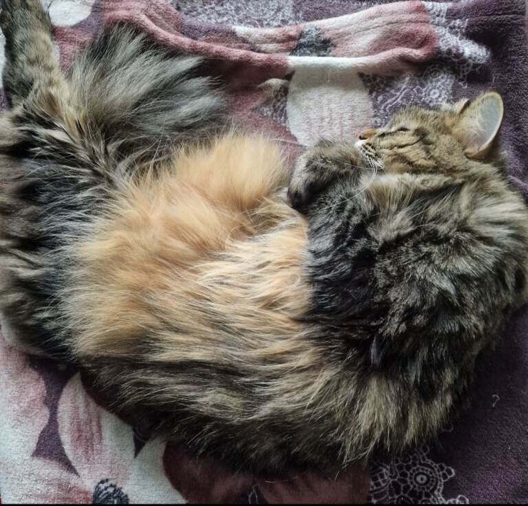 Looking for a Loving Home for My Cat Daisy - Image 3 of 6