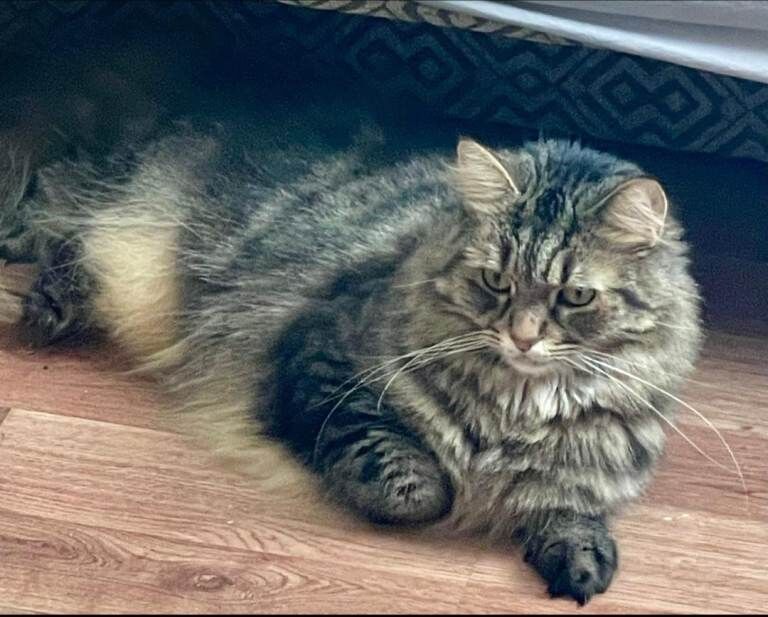 Looking for a Loving Home for My Cat Daisy - Image 4 of 6