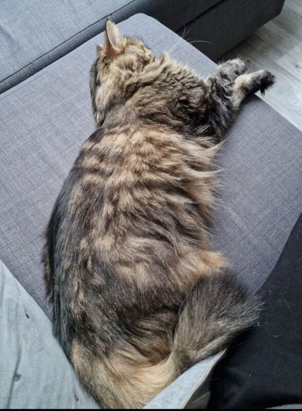 Looking for a Loving Home for My Cat Daisy - Image 5 of 6