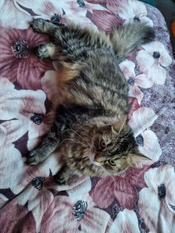 Looking for a Loving Home for My Cat Daisy - Image 6 of 6