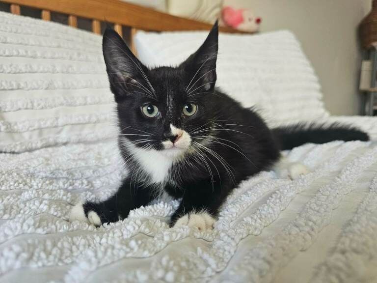 Maine Coon kittens for sale in Preston, Lancashire – 3 months old - Image 2 of 3