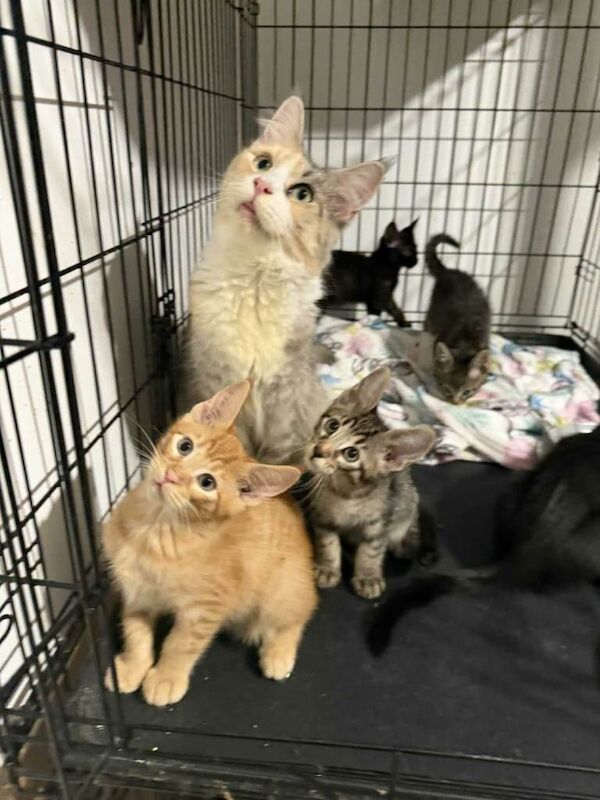 Maine Coon kittens for sale in Preston, Lancashire – 3 months old - Image 3 of 3