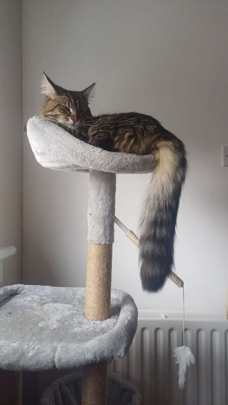 Maine Coon kittens for sale in North Motherwell, Lanarkshire – 8 months old