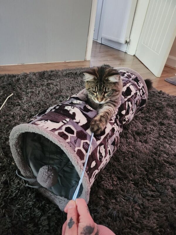 Maine Coon kittens for sale in North Motherwell, Lanarkshire – 8 months old - Image 2 of 3