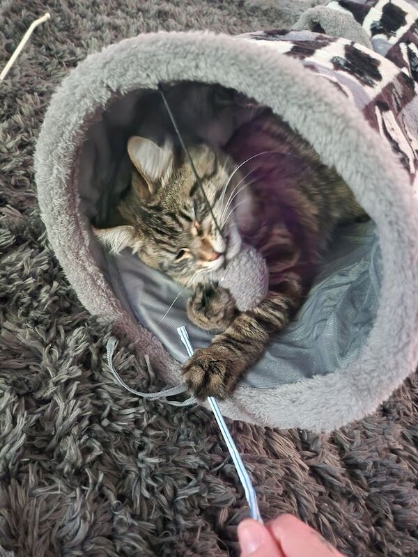 Maine Coon kittens for sale in North Motherwell, Lanarkshire – 8 months old - Image 3 of 3
