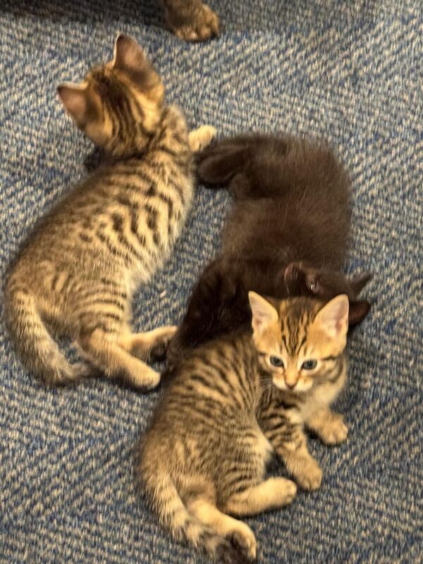 Maine Coon kittens for sale in Newham, Cornwall – 9 weeks old