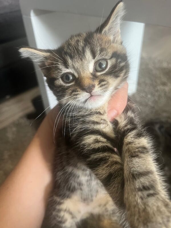 Maine Coon kittens for sale in Oxford, Oxfordshire – 9 weeks old