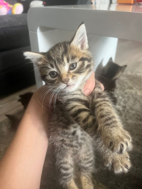 Maine Coon kittens for sale in Oxford, Oxfordshire – 9 weeks old - Image 2 of 3