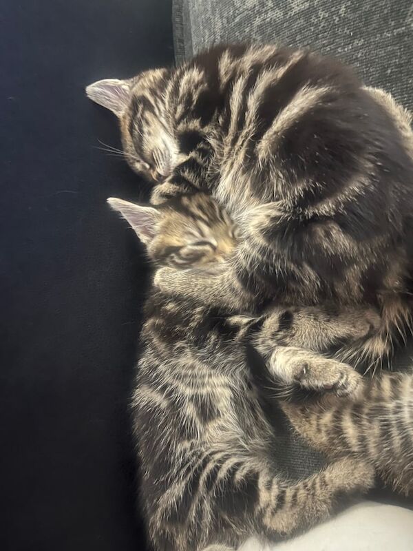 Maine Coon kittens for sale in Oxford, Oxfordshire – 9 weeks old - Image 3 of 3
