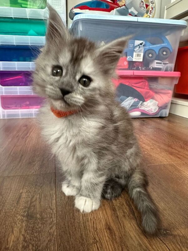 Maine Coon Kittens For Sale