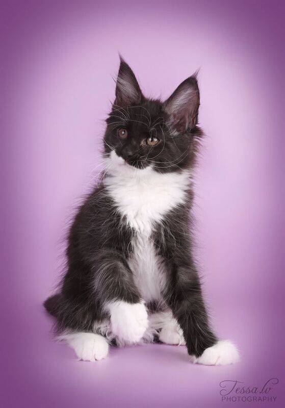 Main Coon for sale in Islington, Greater London - Image 3