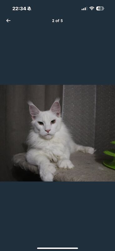 Main coon for sale in Carlisle, Cumbria