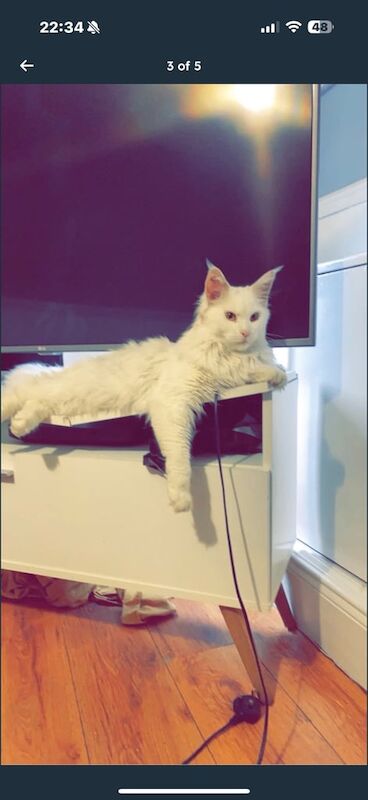 Main coon for sale in Carlisle, Cumbria | Image 3