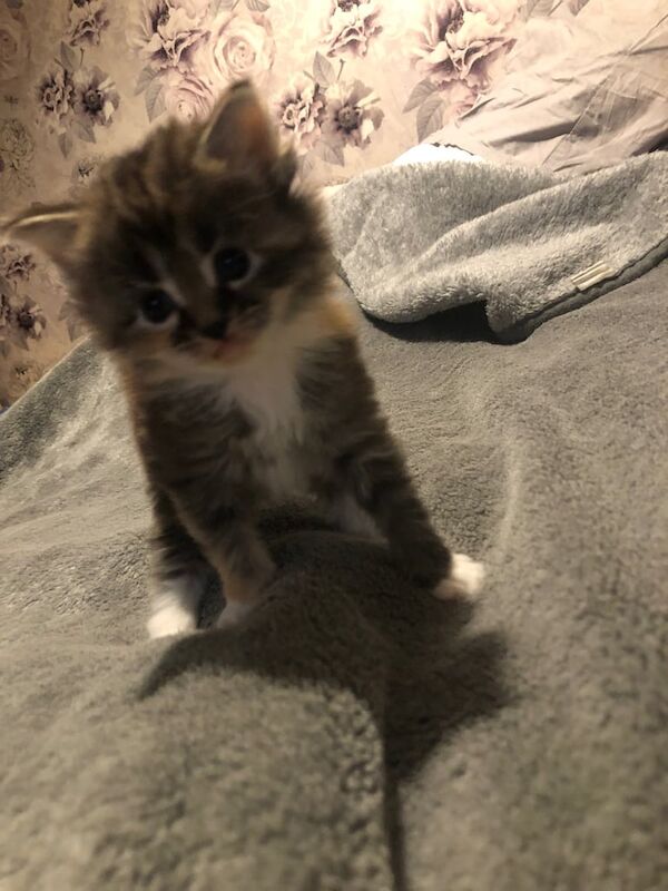 Main coon for sale in Yate, Gloucestershire