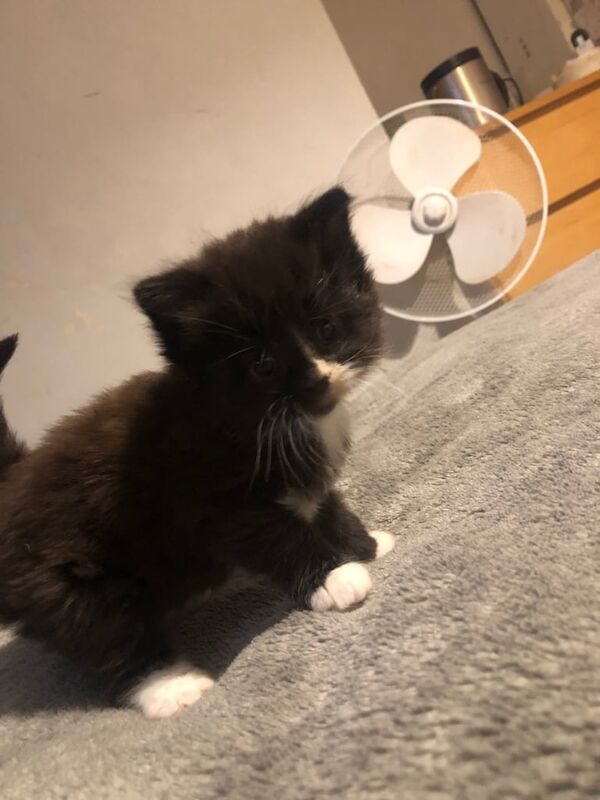 Main coon for sale in Yate, Gloucestershire | Image 2