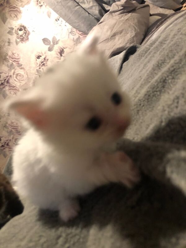 Main coon for sale in Yate, Gloucestershire | Image 3
