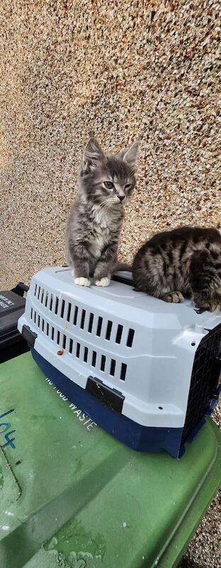 Maine Coon kittens for sale in Acton, Greater London – 3 months old