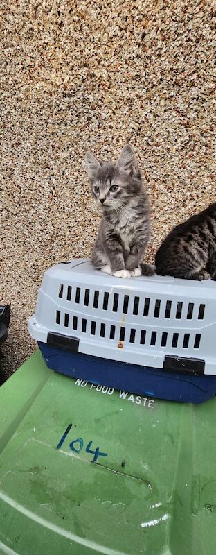 Maine Coon kittens for sale in Acton, Greater London – 3 months old - Image 2 of 3