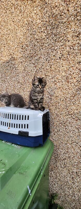 Maine Coon kittens for sale in Acton, Greater London – 3 months old - Image 3 of 3