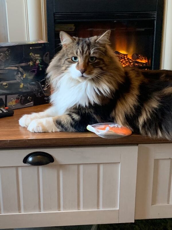 Maine Coon kittens for sale in Hindley, Greater Manchester – 6 years old