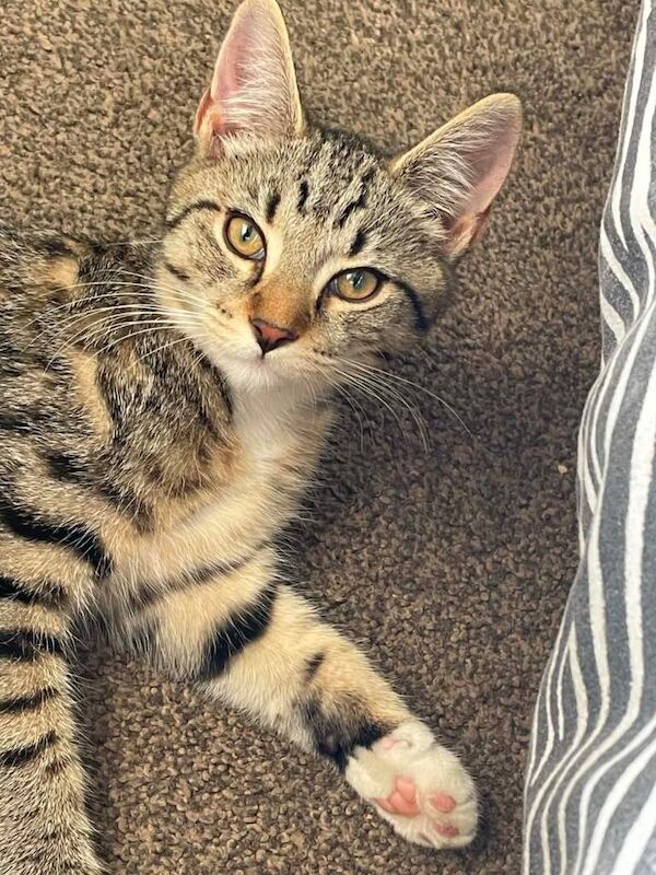 Main coon / domestic kitten
