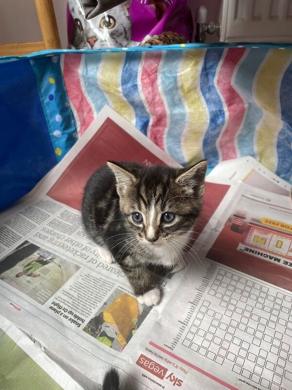 Maine Coon kittens for sale in Ilford, Greater London – 7 weeks old