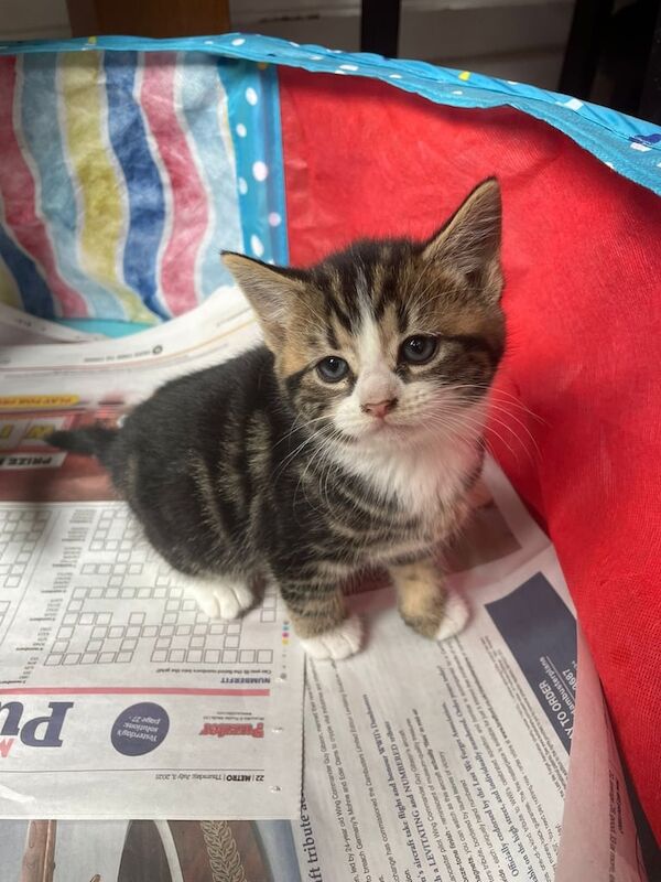 Maine Coon kittens for sale in Ilford, Greater London – 7 weeks old - Image 2 of 3