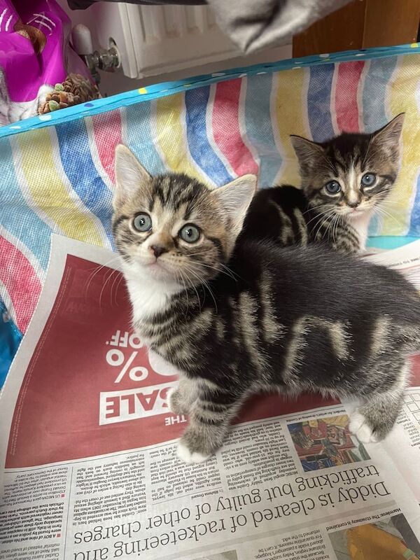Maine Coon kittens for sale in Ilford, Greater London – 7 weeks old - Image 3 of 3