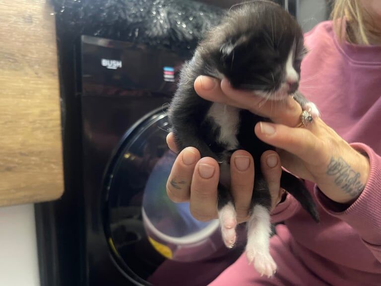 Maine Coon kittens for sale in Portsmouth, Hampshire – 4 weeks old